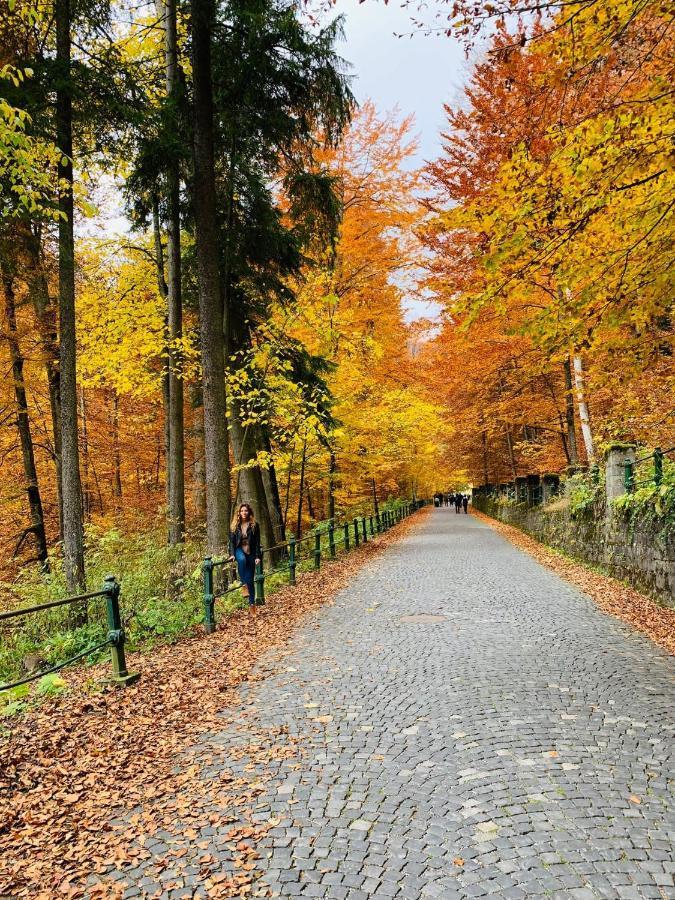Wood Studio Sinaia Zewnętrze zdjęcie